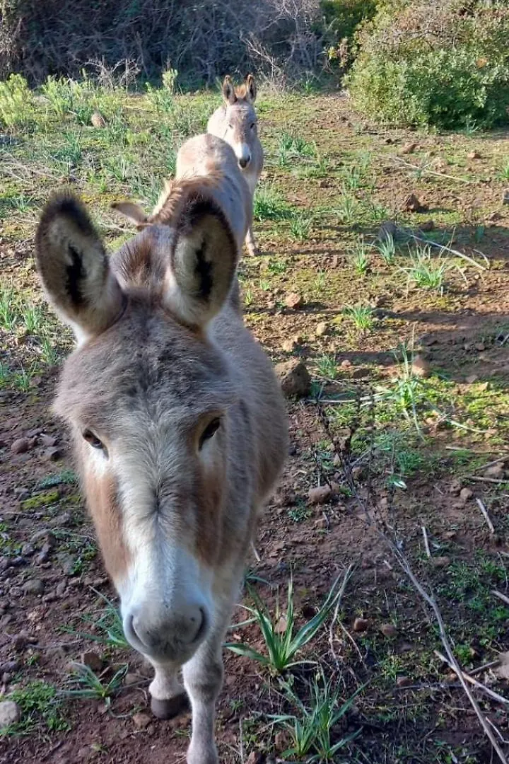 Agriturismo Su Tiresi Cala Gonone Séjour à la ferme